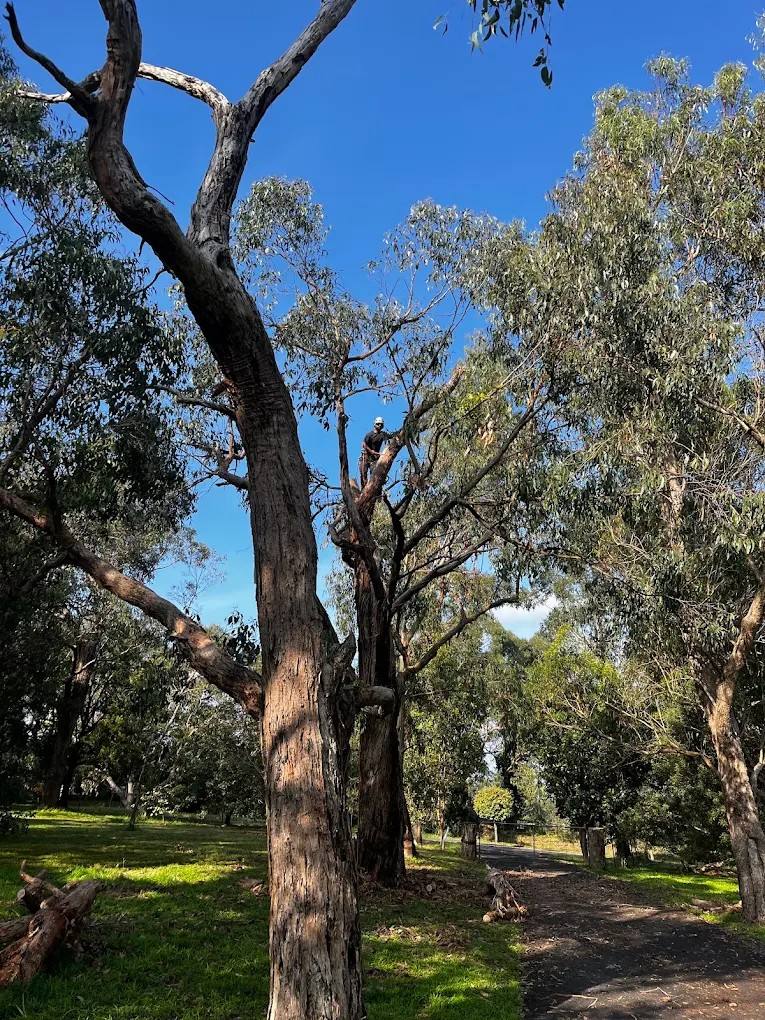 Albert climbing high in a tall gum tree to prune it