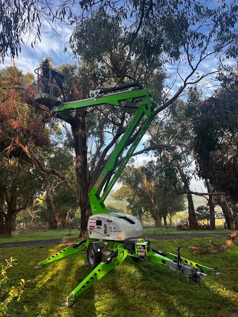 An elevated work platform reaching into the canopy of a gum tree