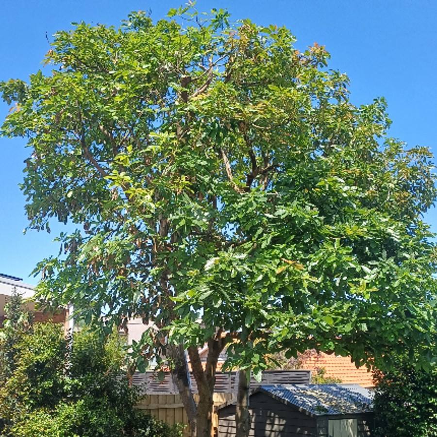The same backyard tree after pruning, with an even, airy crown