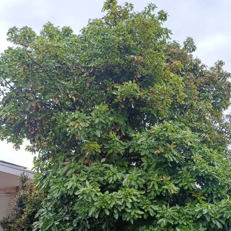 A backyard tree with thick, overgrown foliage before pruning