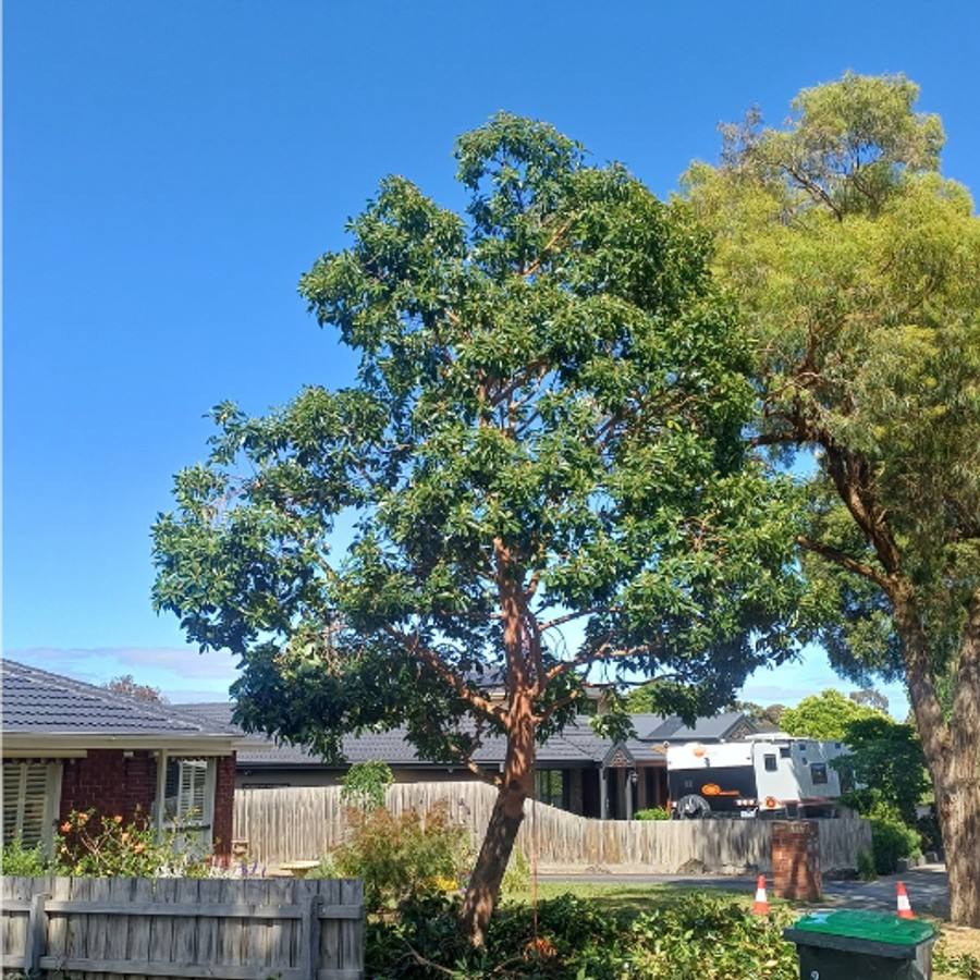 The same tree after pruning, with a lighter, open canopy