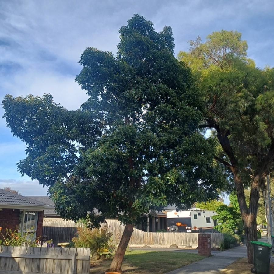 A front-yard tree with a dense, heavy canopy before pruning
