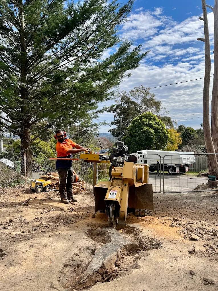 Albert in safety gear working a stump grinder